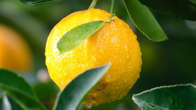 生物药企的CRO困局：本地化服务才是解药